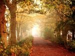 autumn walkway