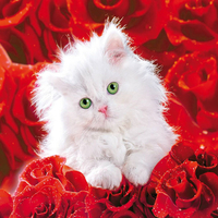 kitten and roses
