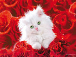 kitten and roses