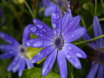Morning Dew on Purple Flower