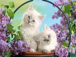 Cute Cats