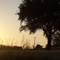 Sunset Tree