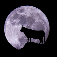 Cow - Full moon