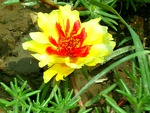 Yellow moss rose