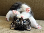 Flexible persian kitten