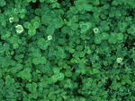 clover