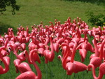 flamingos