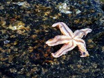 starfish