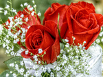Red roses-HDR