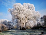 Frost Covered Willow