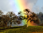 the oak and the rainbow