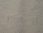 Seagull footprints