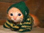 Cat in Sweater