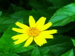 Yellow flower