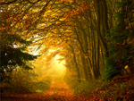 Autumn Path