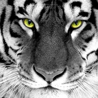 eyes of the tiger