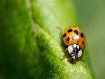 Spring Lady Bug