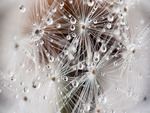 Dandelion Dew Drops