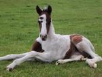 Paint Foal