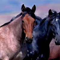 Mustangs Stallions Painting