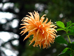 orange dahlia