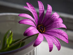 purple daisy