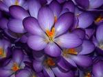 Purple_Crocus_FlowerS