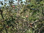 Apple Tree