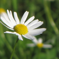 kjærlighets blomsten