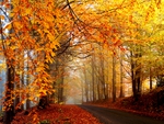 AUTUMN ROAD