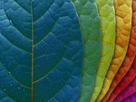 colorful leaves