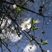Ciruelos en Flor