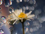 Daisy Bubbles