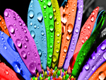 Rainbow Flower
