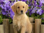 CUTE GOLDEN RETRIEVER PUP