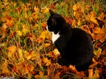 Autumn Kitty for my friend Ramya :)