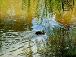 duck pond