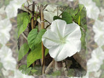 Moon Flower 