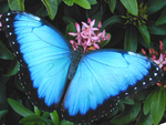 Common Blue Morpho