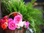 Basket of flowers from the garden