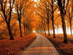 autumn road