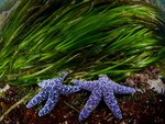 Blue starfish