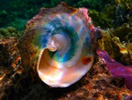 iridescent shell