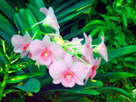 Pink Orchids