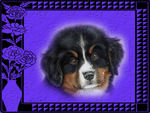 pretty dog on purple