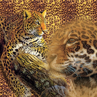 Abstract Leopards