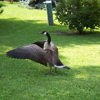 Canadian Goose