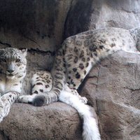 Snow Leopards