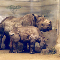 Mother and Baby Rhino