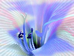 Radial Wave Dreamy Flower